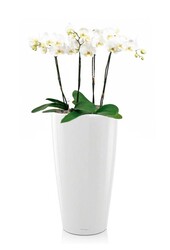 Orchidées dans un Rondo auto-arrosant