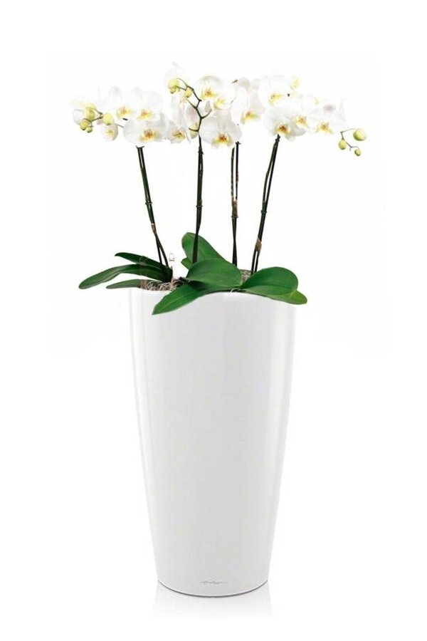 Orchidées dans un Rondo auto-arrosant