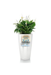 Orchidées dans un Rondo auto-arrosant