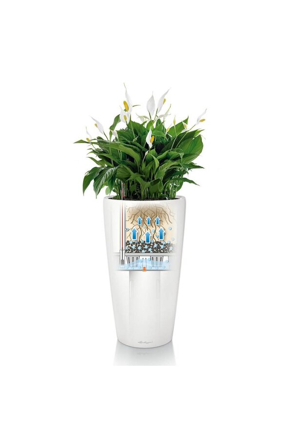 Orchideeën in zelfwatergevende Rondo