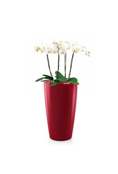 Orchidées dans un Rondo auto-arrosant