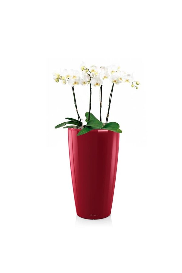 Orchidées dans un Rondo auto-arrosant