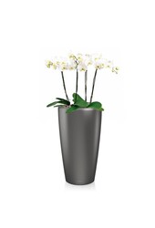 Orchidées dans un Rondo auto-arrosant