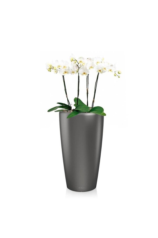 Orchidées dans un Rondo auto-arrosant