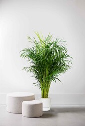 Goudpalm areca in greenville pot