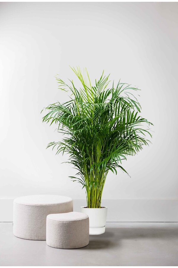 Goudpalm areca in greenville pot