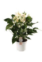 Anthurium White Champion L