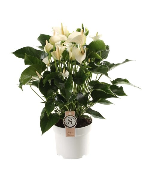 Anthurium