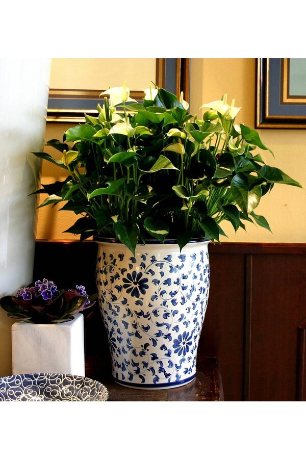 Anthurium White Champion L