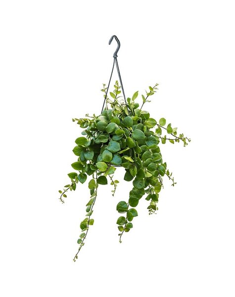 Aeschynanthus