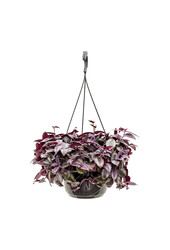 Tradescantia Zebrina paars