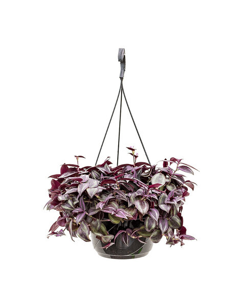 Tradescantia