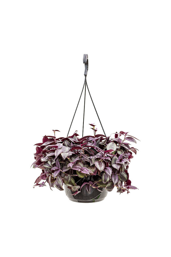 Tradescantia Zebrina paars
