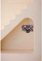 Tradescantia Zebrina paars