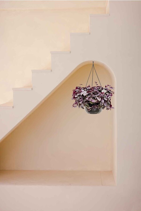 Tradescantia Zebrina paars