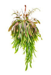 Lepismium Houlletianum Red