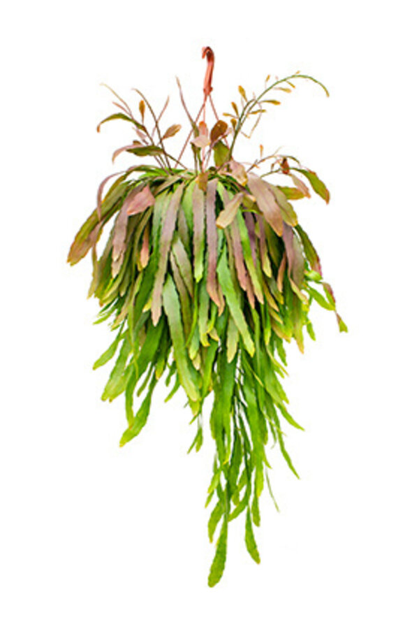 Lepismium Houlletianum Red