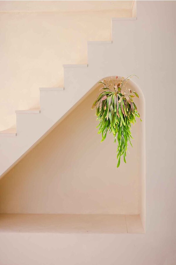 Lepismium Houlletianum Rouge