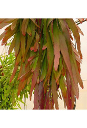 Lepismium Houlletianum Red