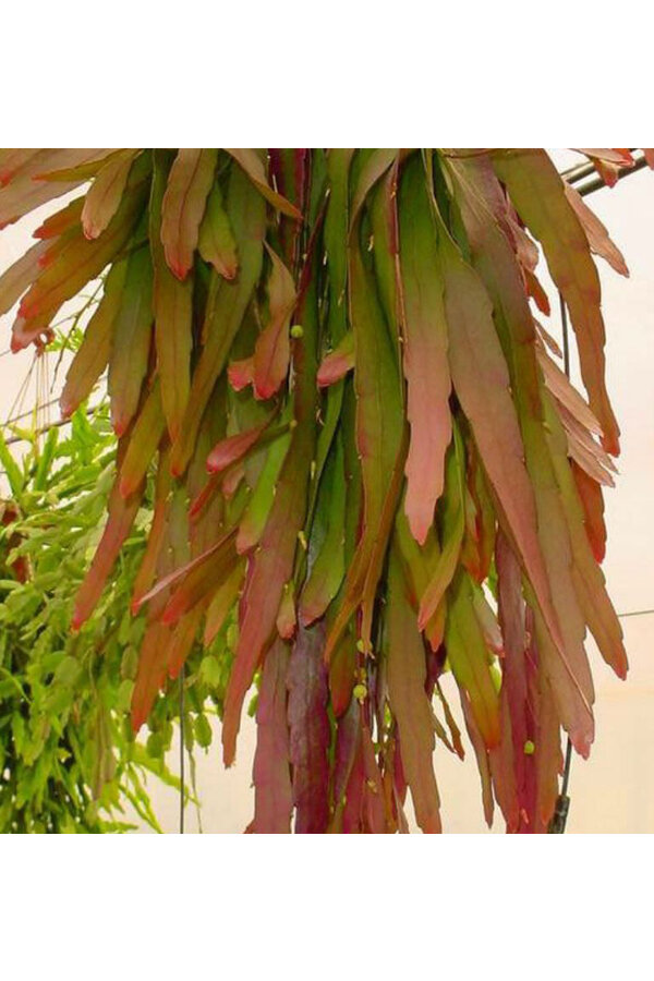Lepismium Houlletianum Red