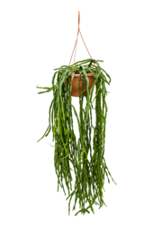 Rhipsalis Paradoxa