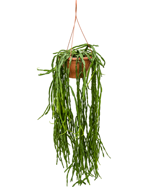 Rhipsalis