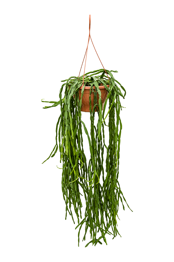 Rhipsalis Paradoxa