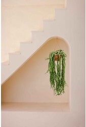 Rhipsalis Paradoxa