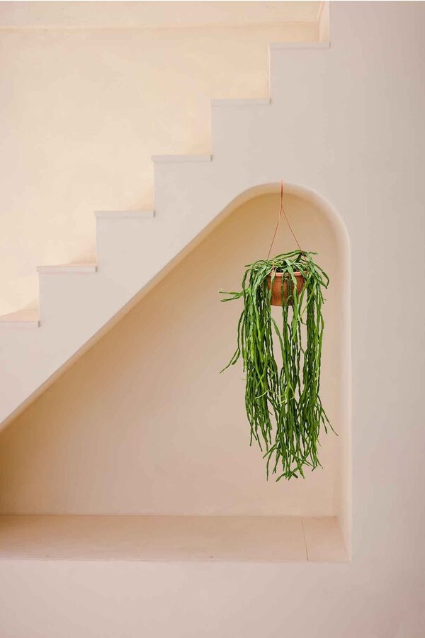 Rhipsalis Paradoxa