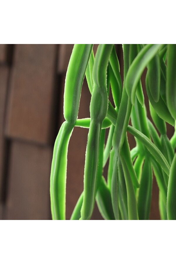 Rhipsalis Paradoxa