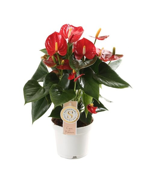 Anthurium