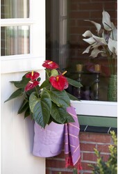 Anthurium Royal Red S