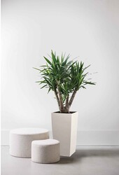Yucca dans un Cube Auto-arrosant