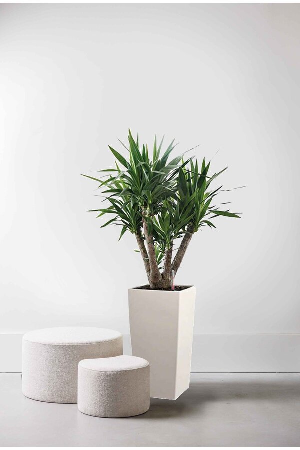 Yucca dans un Cube Auto-arrosant