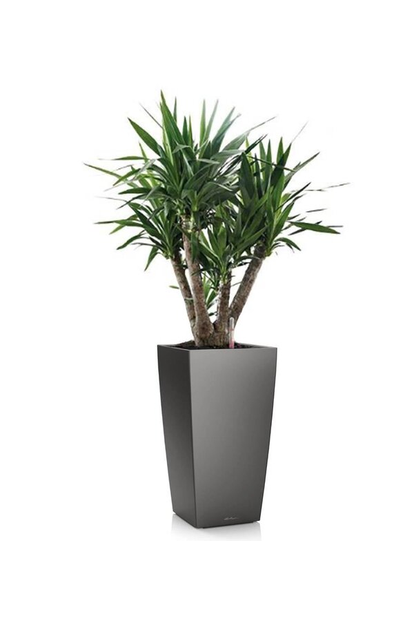 Yucca dans un Cube Auto-arrosant