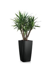 Yucca dans un Cube Auto-arrosant