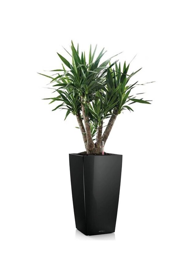 Yucca dans un Cube Auto-arrosant