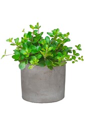 Babyplant Peperomia Rotundi in keramieken potje