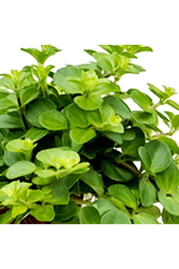 Babyplant Peperomia Rotundi in keramieken potje