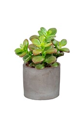 Jeune plante Crassula dans un petit pot en céramique