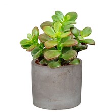 Jeune plante Crassula dans un petit pot en céramique