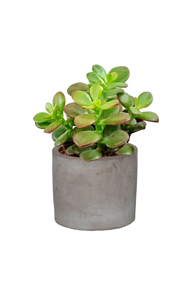 Babyplant Crassula in keramieken potje