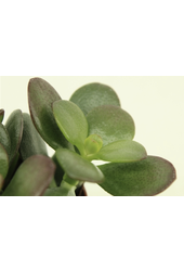 Jeune plante Crassula dans un petit pot en céramique