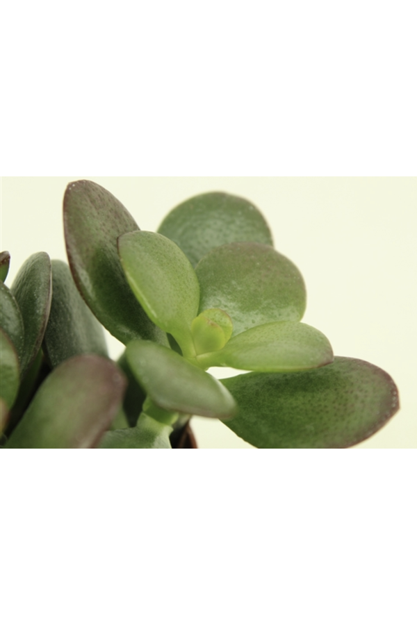 Babyplant Crassula in keramieken potje