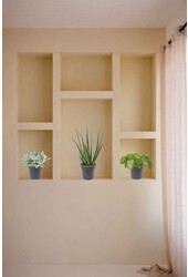 Pack de plantes grasses