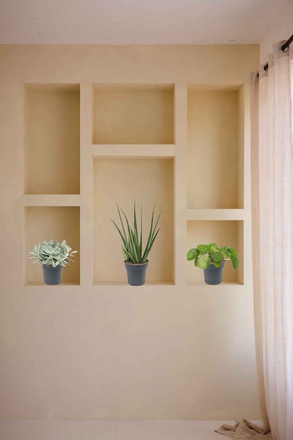 Pack de plantes grasses