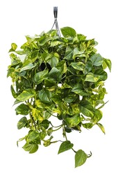 Scindapsus Aureus L
