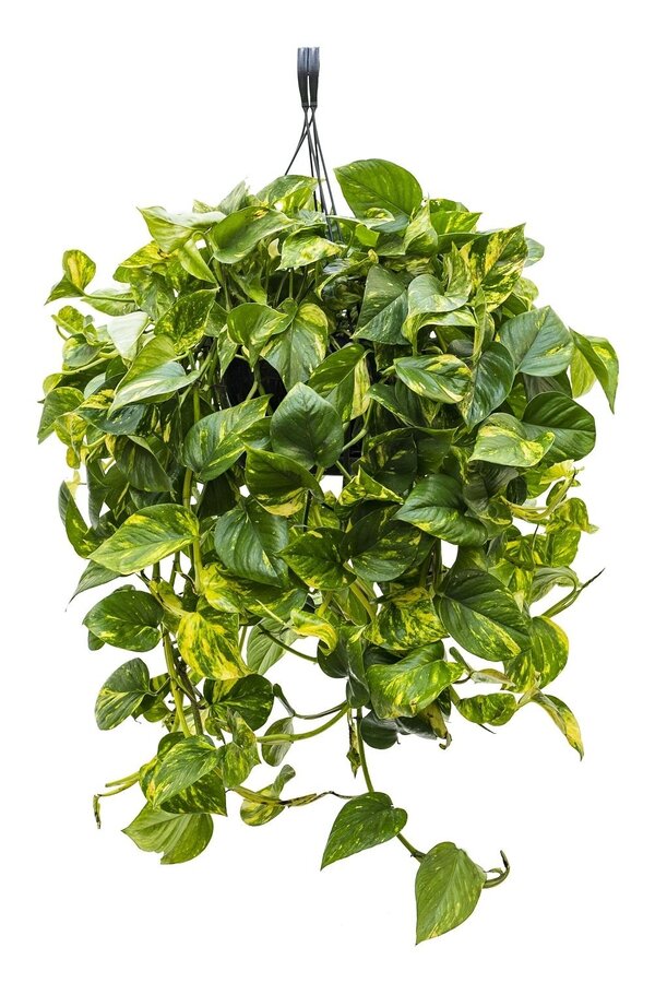 Scindapsus Aureus L