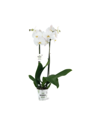 Orchidée Blanche Double Tige