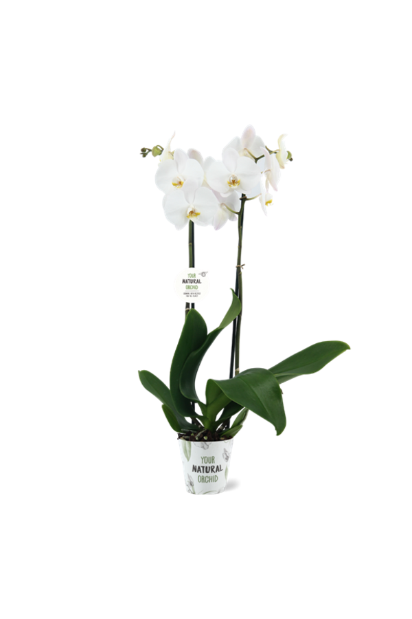 Orchidée Blanche Double Tige